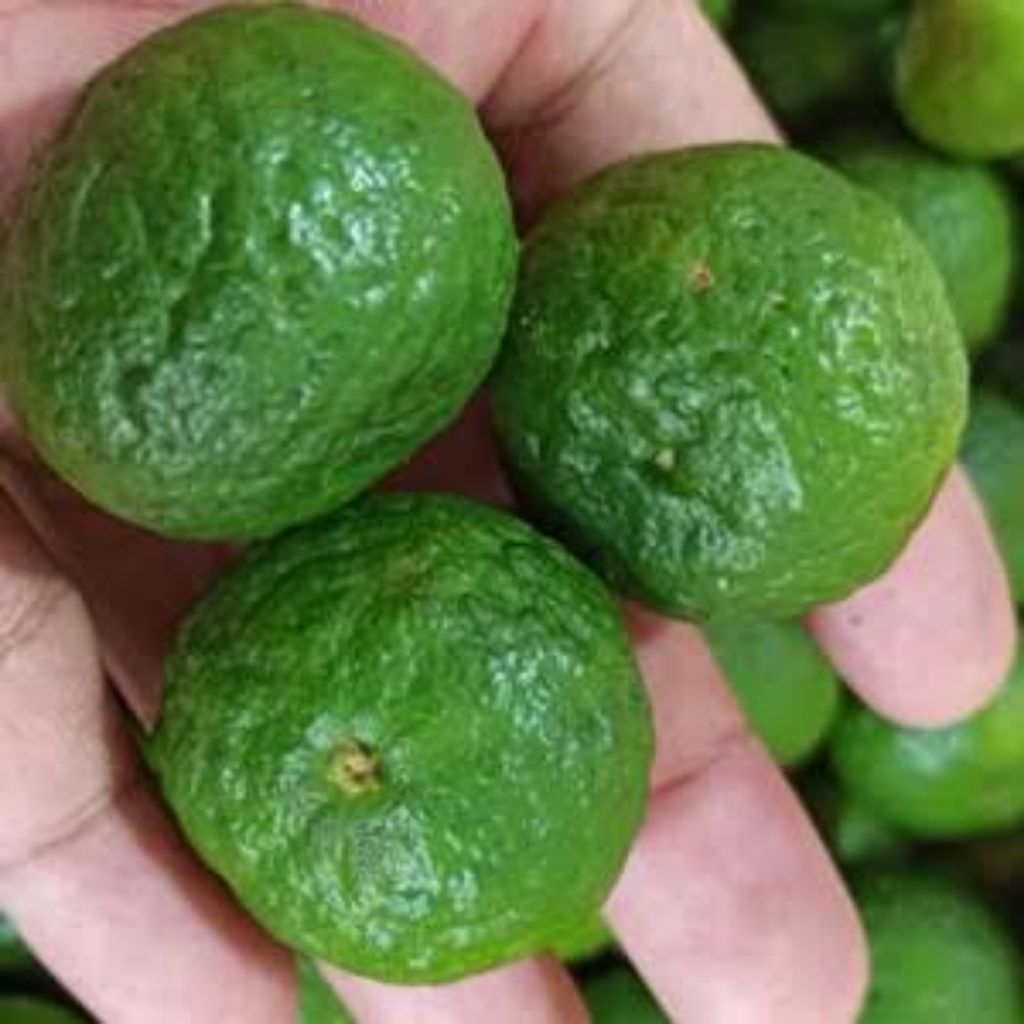 

jeruk limo/limau 1kg