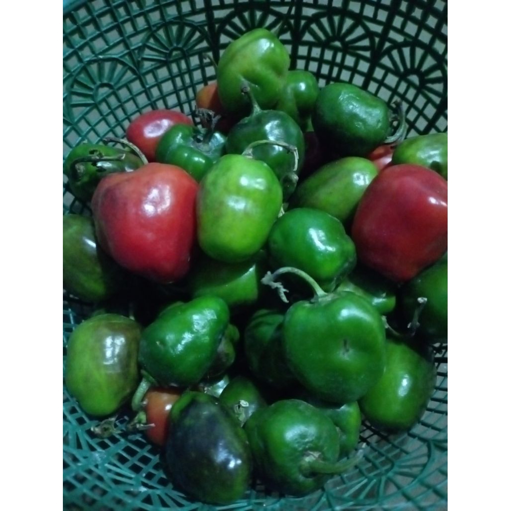 

cabai gendot langsung dari petani 250g/500g