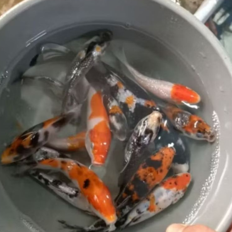 BIBIT IKAN HIAS KOI KOHAKU SANKE SIZE 5-10 CM [MINIMAL ORDER 2 EKOR]