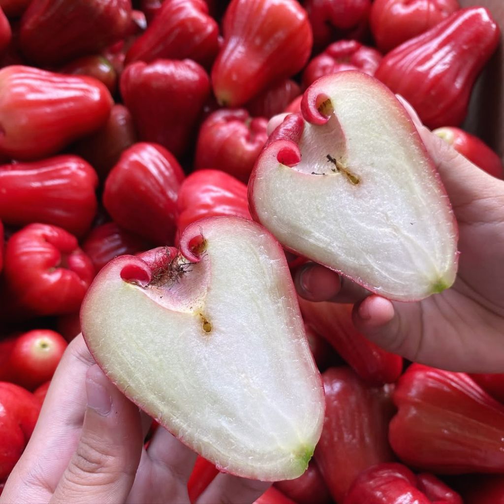 

Jambu air Citra fresh segar 1kg-jambu air fresh