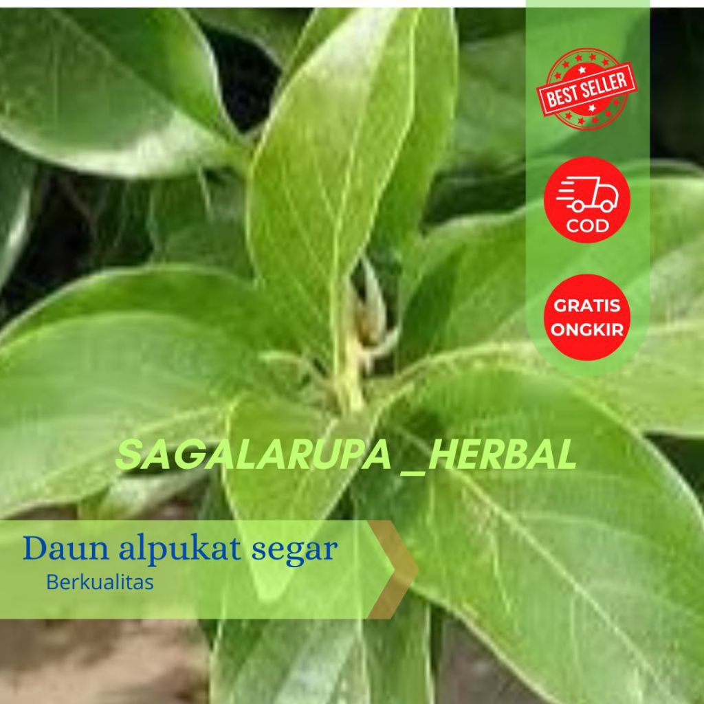 

DAUN ALPUKAT SEGAR FRESH 100 LEMBAR