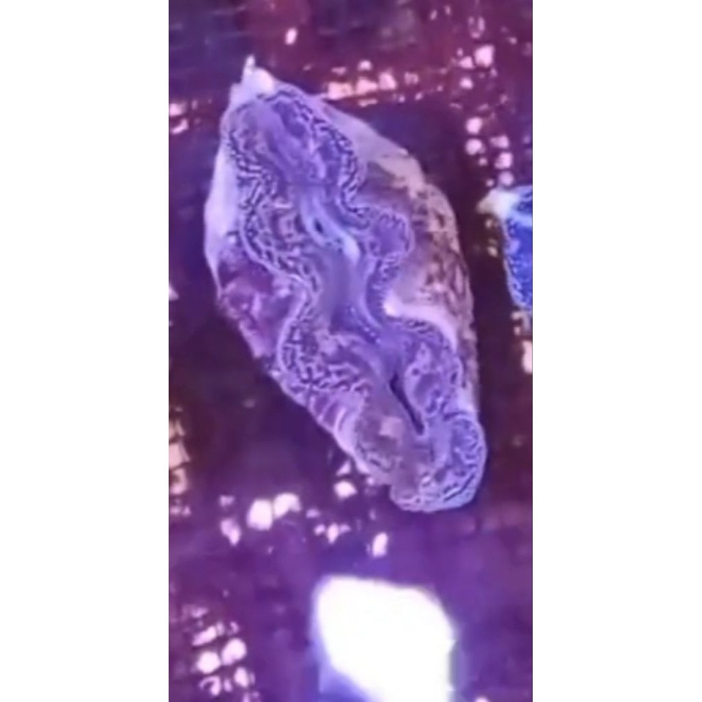 

KERANG HIAS KIMA LAUT WARNA COKLAT BATIK