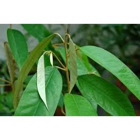 

DAUN DURIAN FRESH 100LEMBAR, OBAT HERBAL, OBAT TRADISIONAL