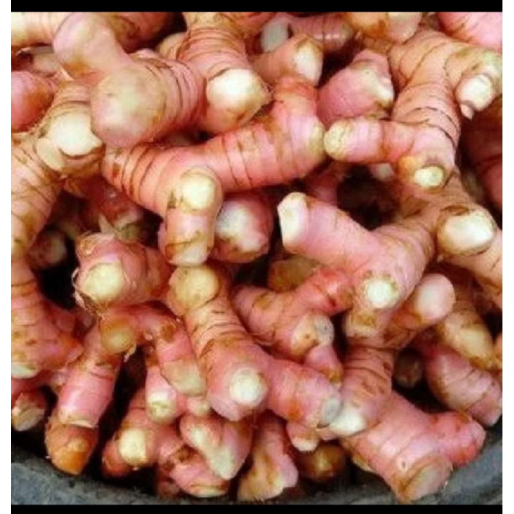 

lengkuas merah/Laos merah/laja beureum fres 1kg