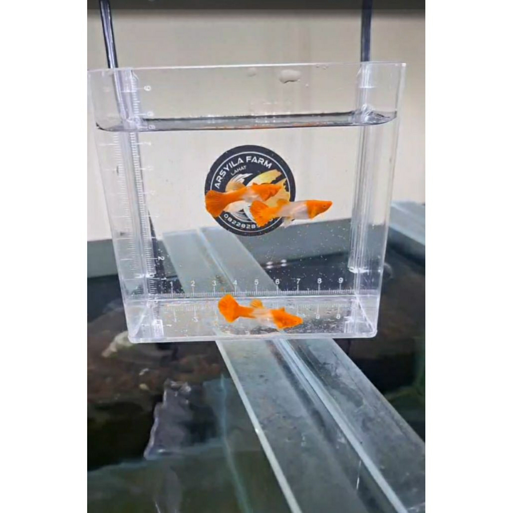 Guppy Albino Koi Red Ear