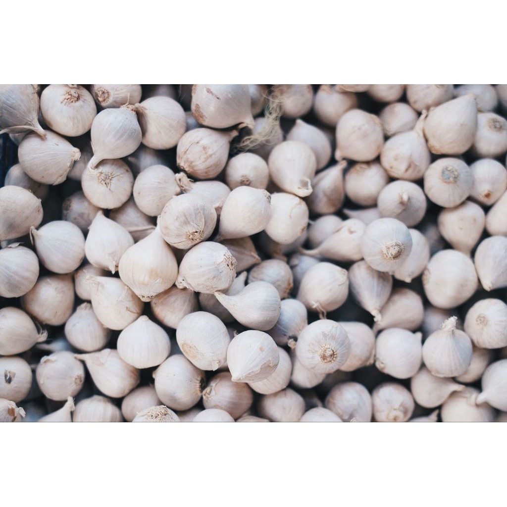 

bawang putih tunggal 50 gram