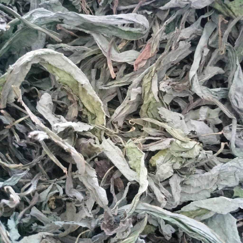 

Daun tempuyung kering atou daun camawak kering per 100grm