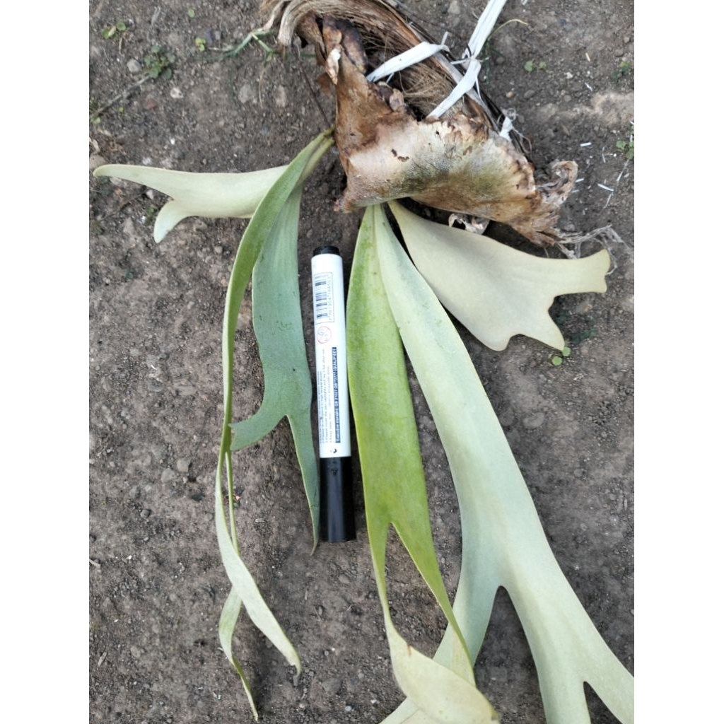 Bunga Kadaka Tanduk Rusa ANAKAN