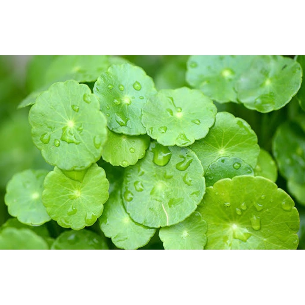 

Daun pegagan .500 gram