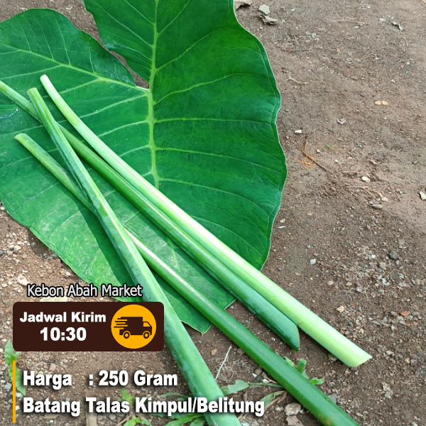 

Batang Talas 250 Gram Untuk Masakan Pakan Ikan