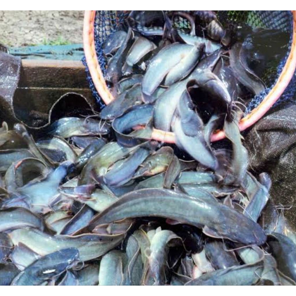 

paket ikan lele konsumsi hidup 10kg pesan sore/malam di kirim pagi