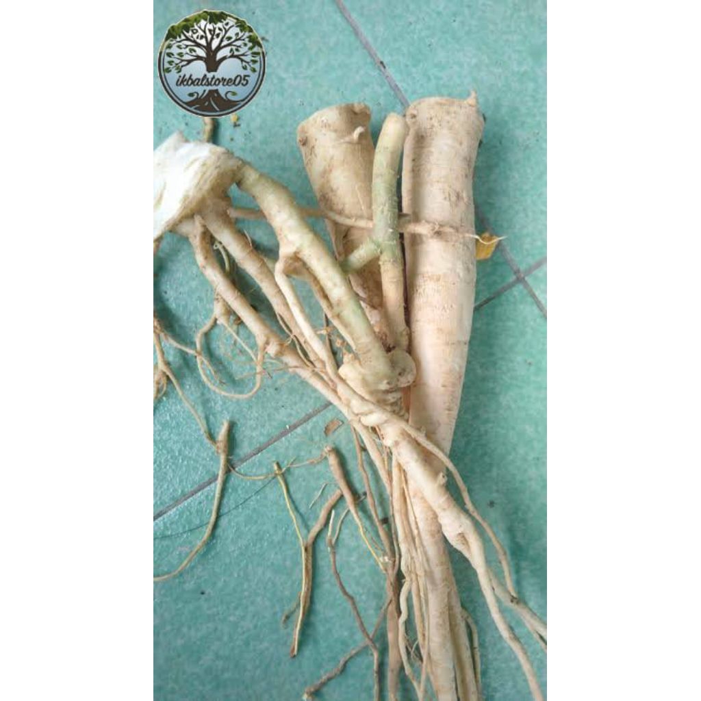 

Akar pepaya jantan segar 1kg bersih