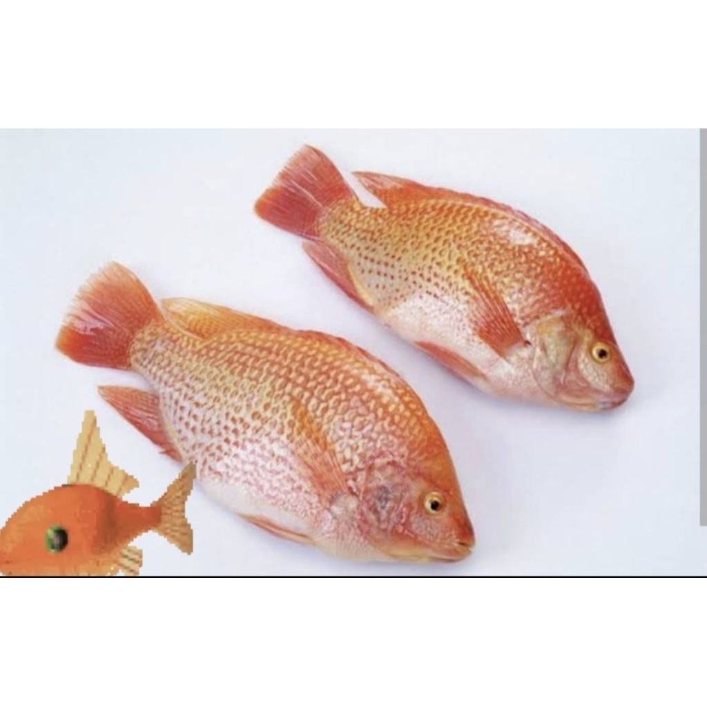 

Ikan nila hidup 1 kg