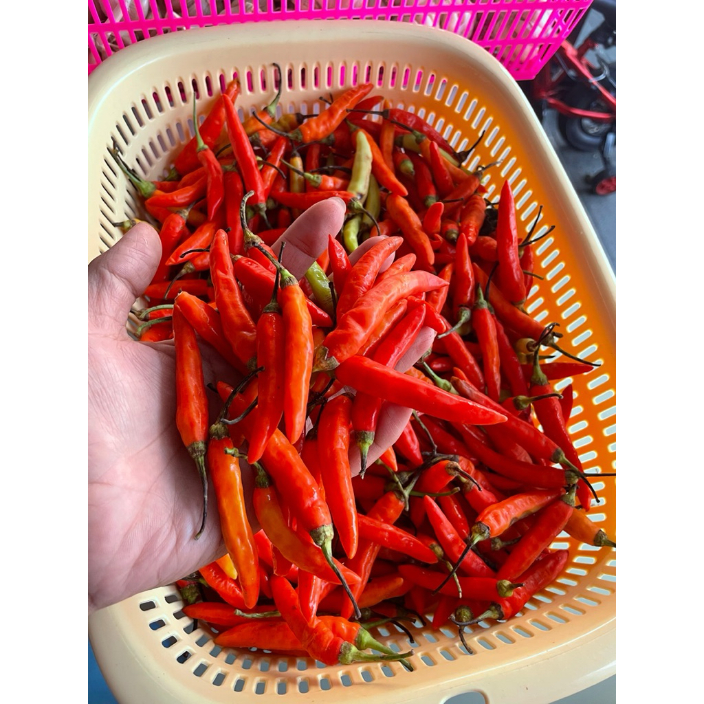 

Cabe rawit merah 500gr, 1kg