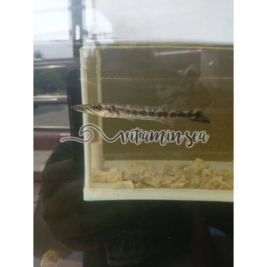 

Ikan Laut Barakuda Hidup / Baraccuda hidup