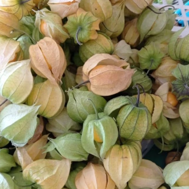 

Buah ciplukan segar 1 kg CIWIDEY BANDUNG