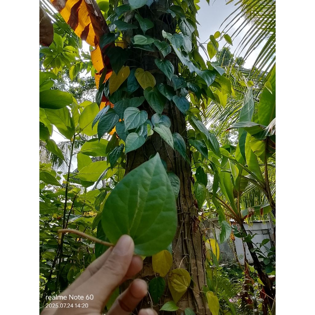 

daun sirih fresh berkhasiat berkualitas