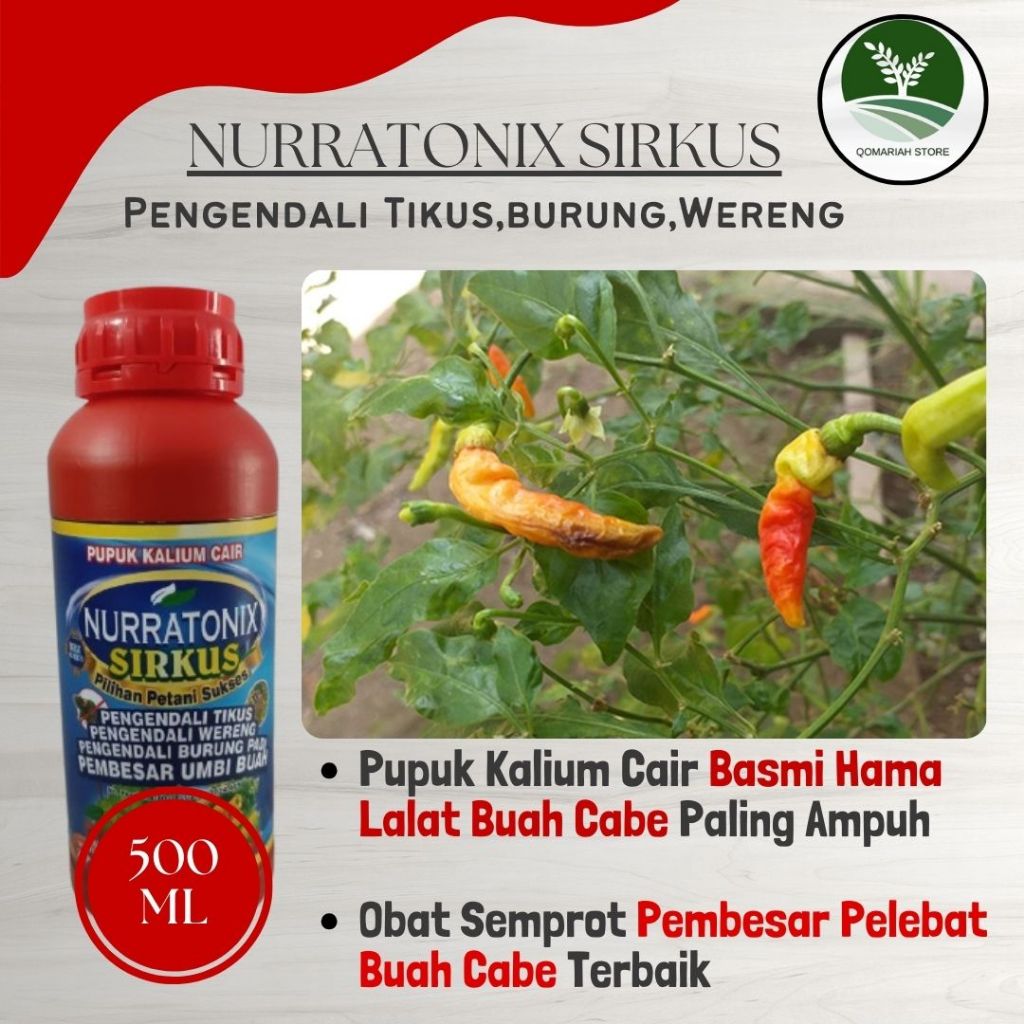 Nurratonix Sirkus Pengendali Lalat Buah pada Tanaman Cabe - Solusi Ampuh Basmi Lalat Buah Cabe - Oba