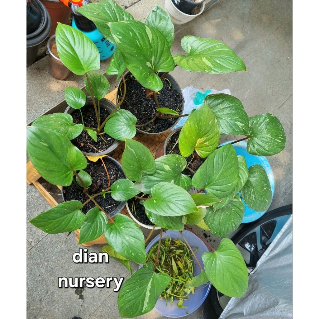 5 pohon homalomena thai stardust variegata