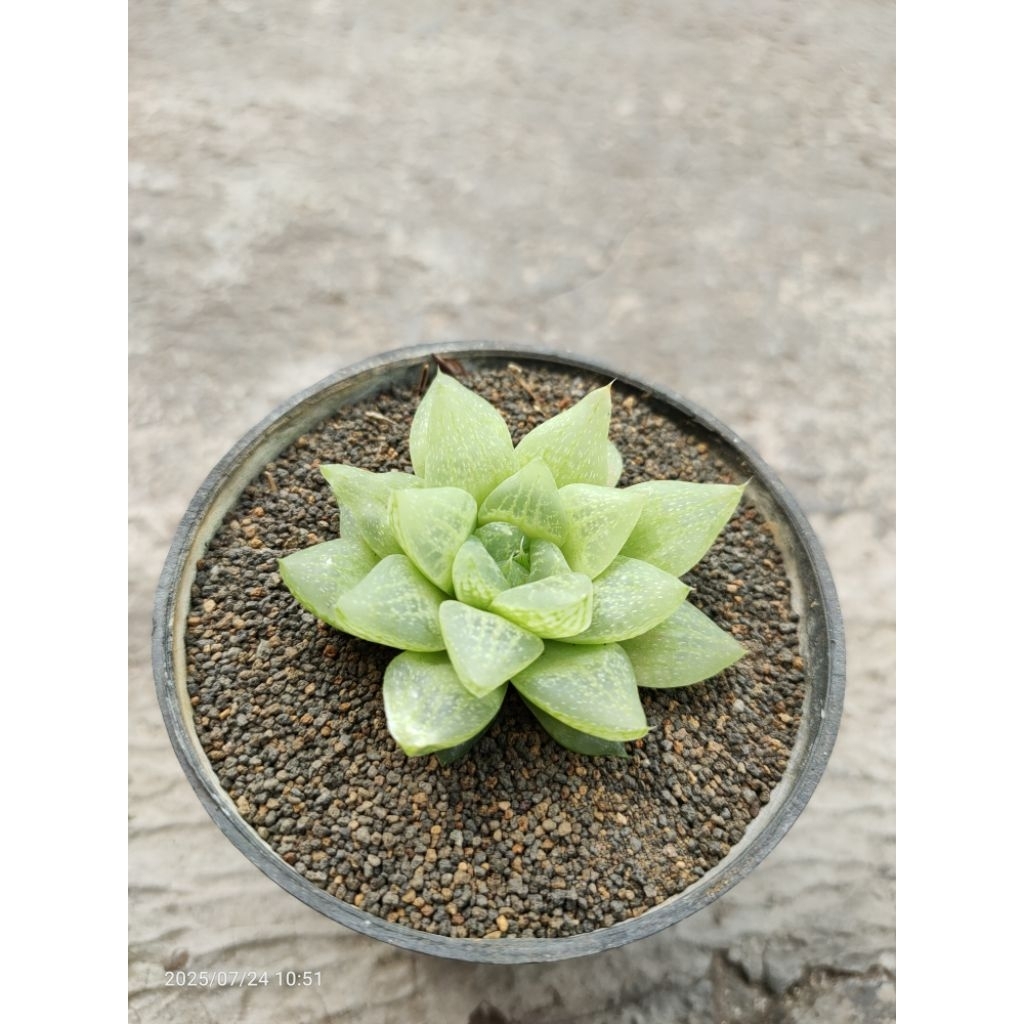 haworthia chiang mai