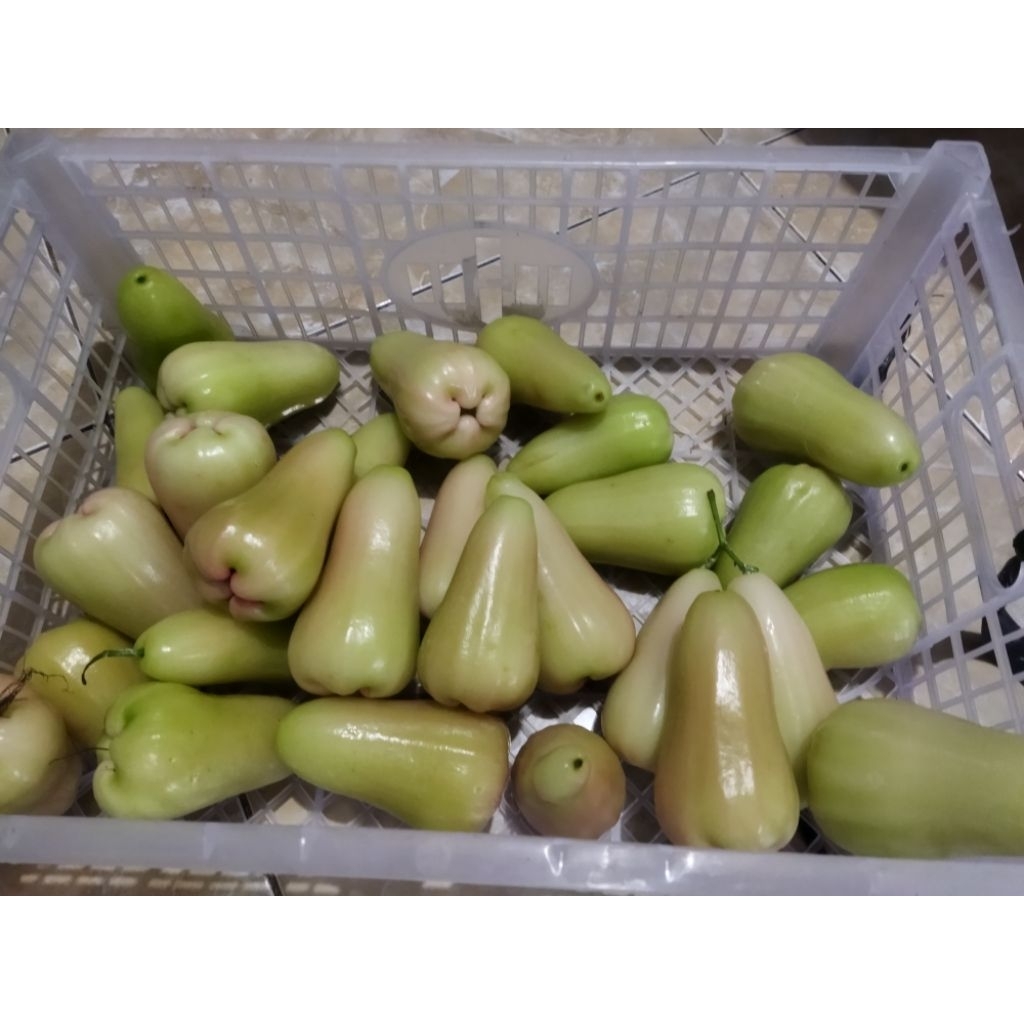 

jambu air madu organik warna putih kehijauan dijamin segar dan manis pas lagi musim per 1 kg