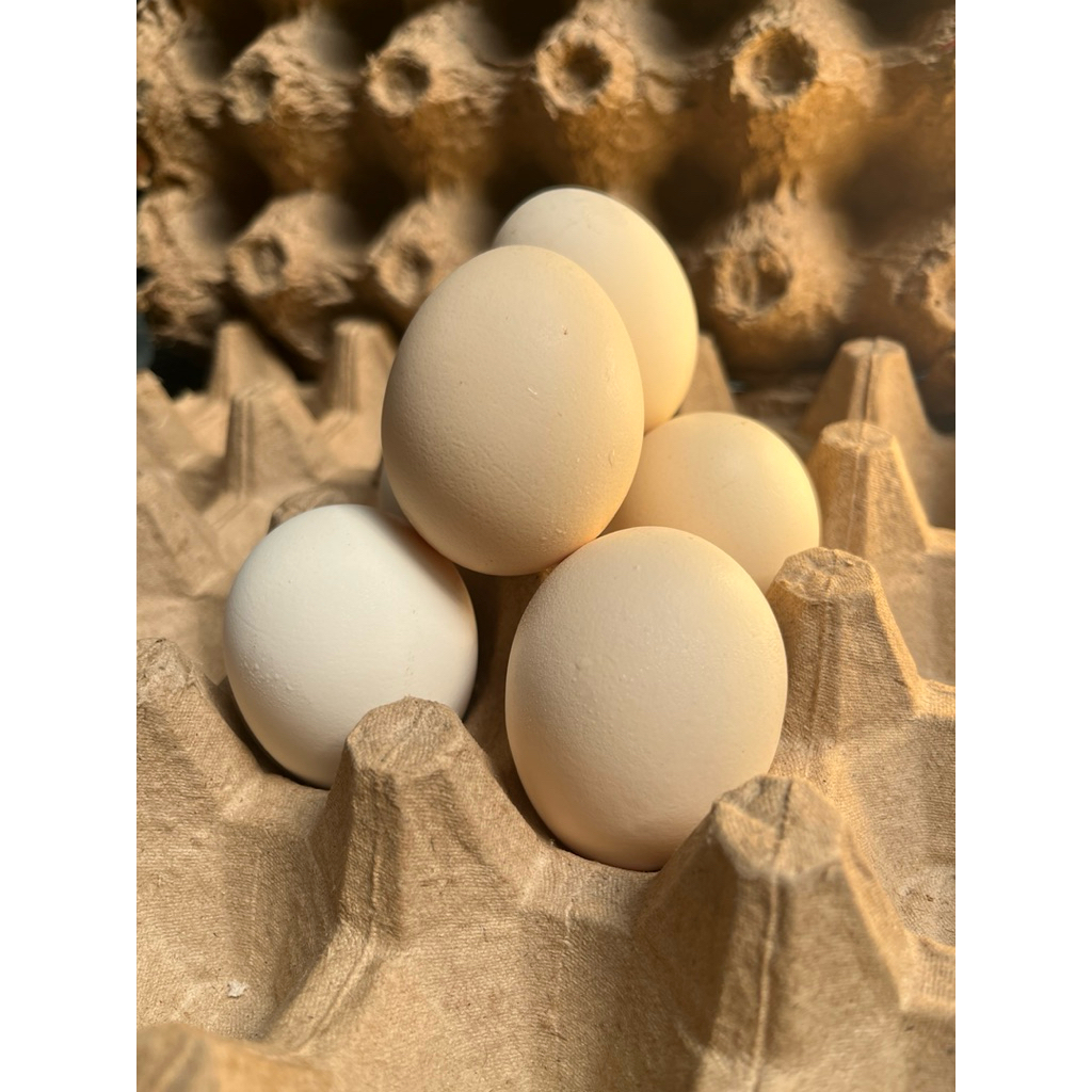 

[Khusus INSTANT KURIR] TELOR AYAM KAMPUNG ASLI BERGIZI DAN SEHAT