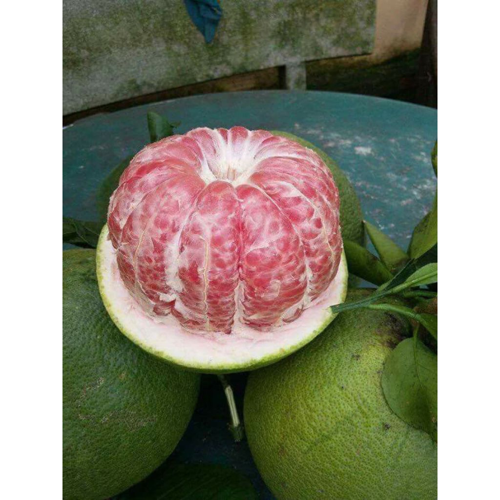 

TERMURAH!!! BUAH JERUK BALI MERAH / JERUK PAMELO