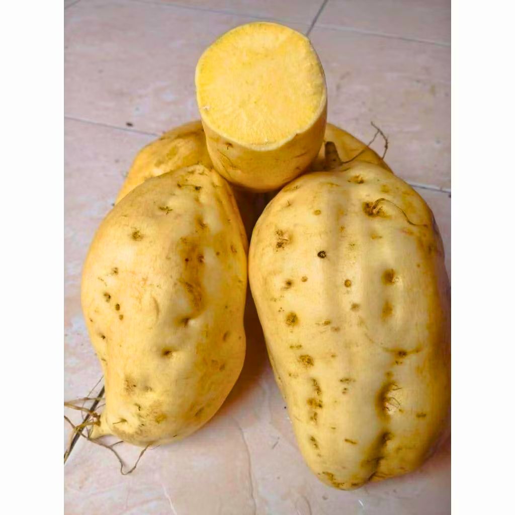 

UBI JALAR PUTIH MANIS FRES 2 KG