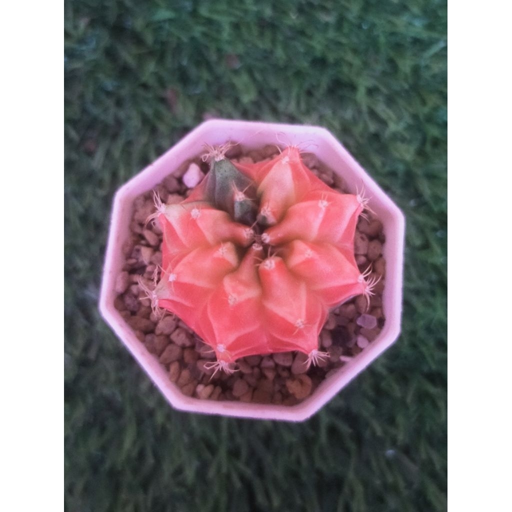 gymno hybrid var