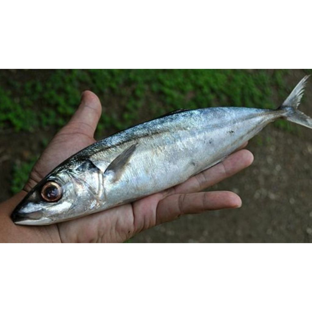 

paket ikan layang besar segar 5kg isi 11-16 pesan sore/malam di kirim pagi