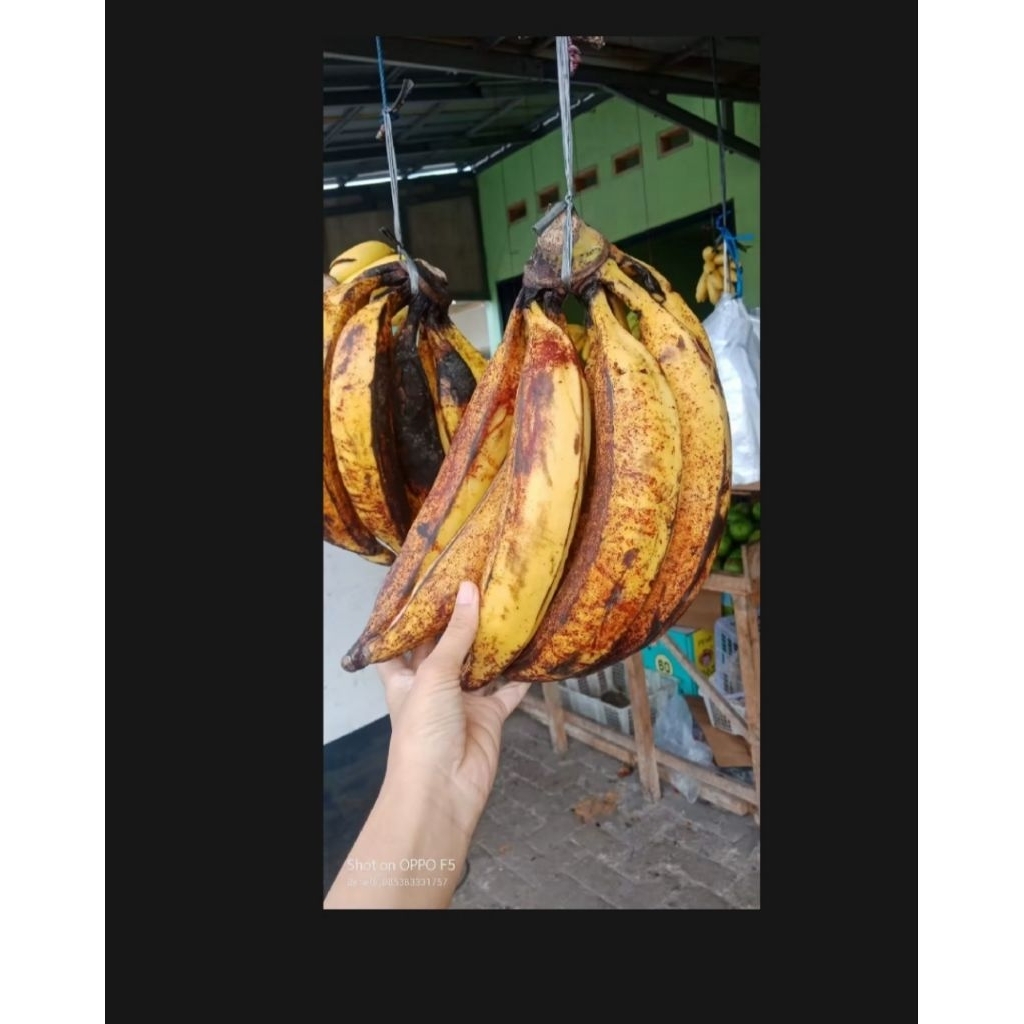 

Buah pisang tanduk super 1 kg