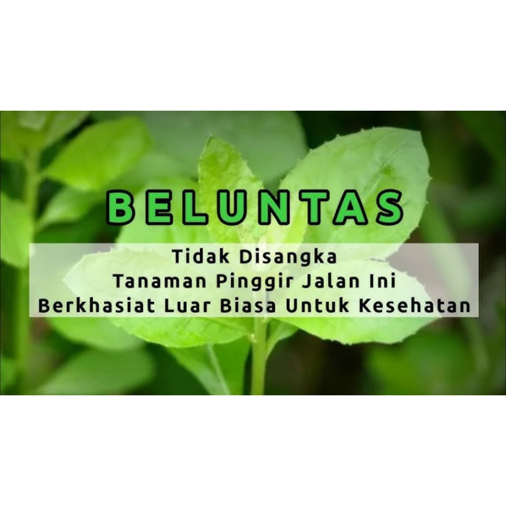

Daun Beluntas Segar 500gr