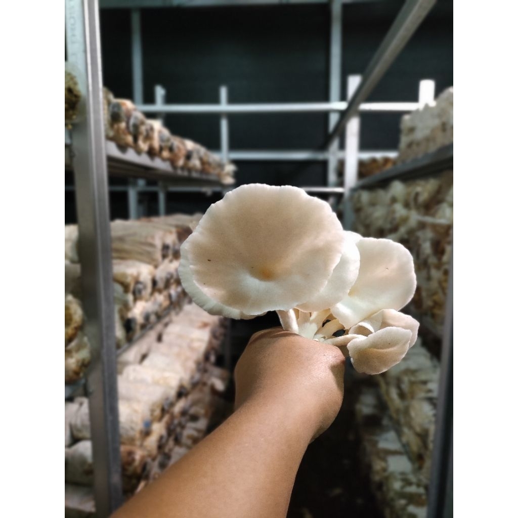 

jamur tiram putih fresh