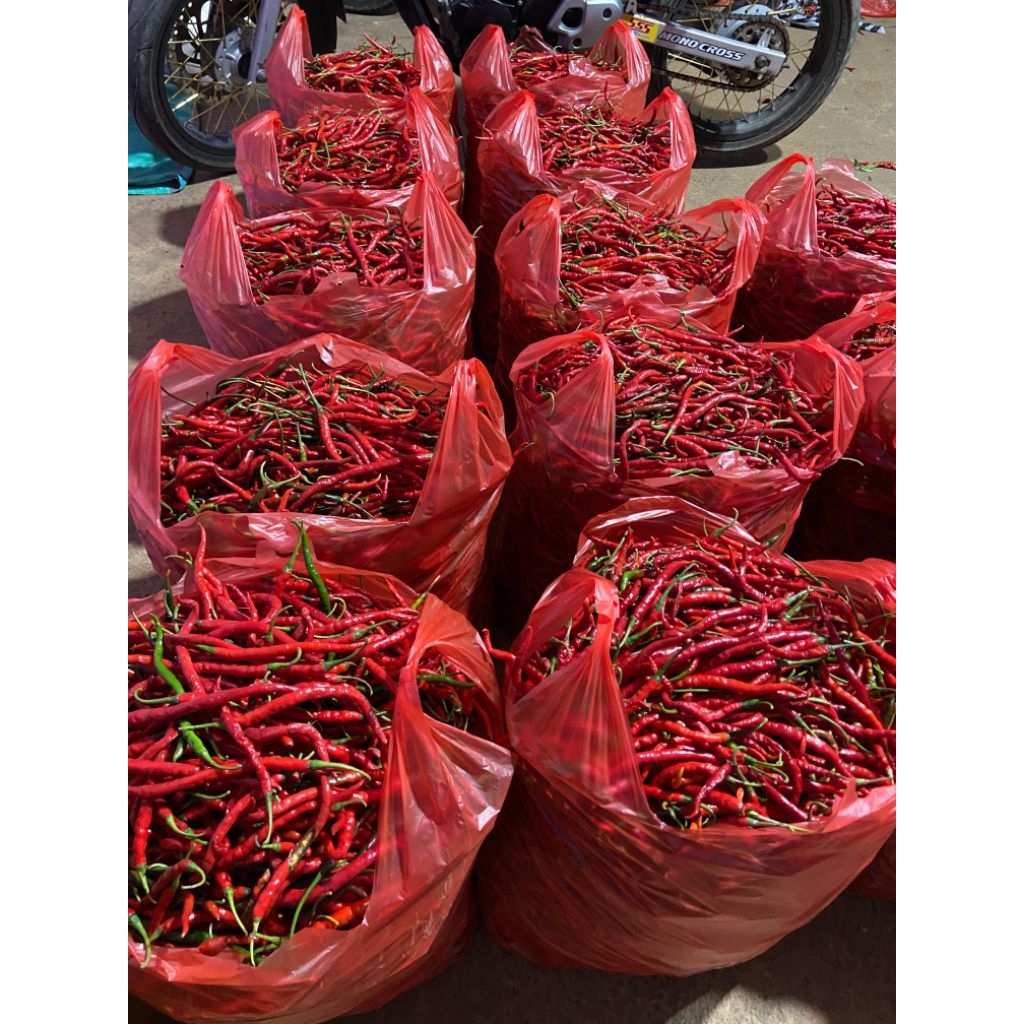 

cabe merah keriting 500gr
