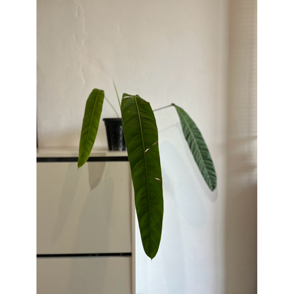 Philodendron Patriciae