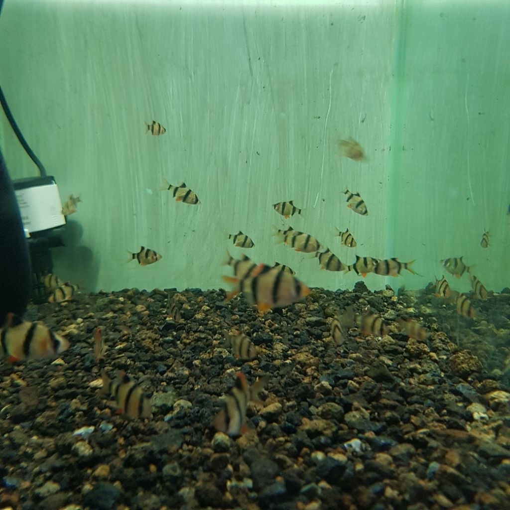 Sumatra barb / Ikan Sumatra