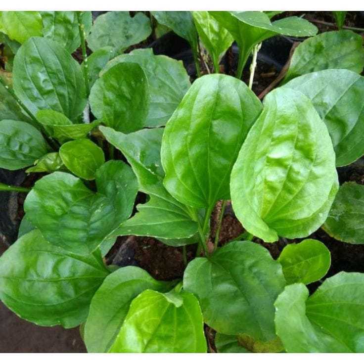

New Promo Daun ki urat atau daun sendok segar per 500 gram