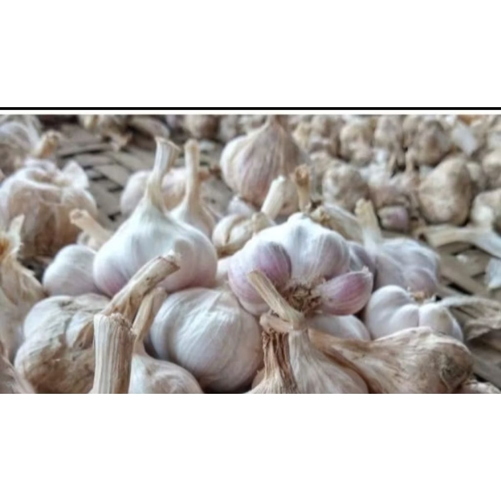 

TERMURAH! BAWANG PUTIH SINCO /HONAN KOTOR 1kg