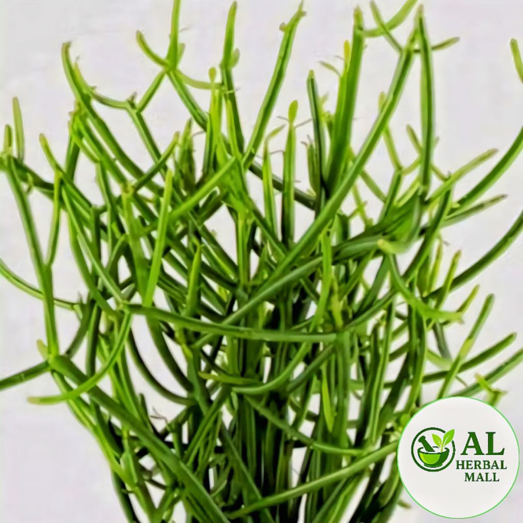 

Daun Ki Tulang Ki Balung Segar Fres Per 250 Gram