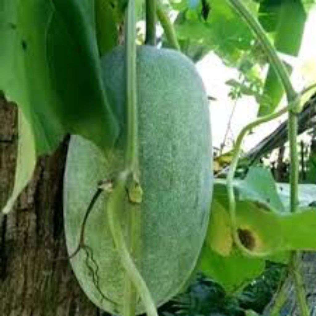 

buah kundur segar buah beligo baru petik 2 kg