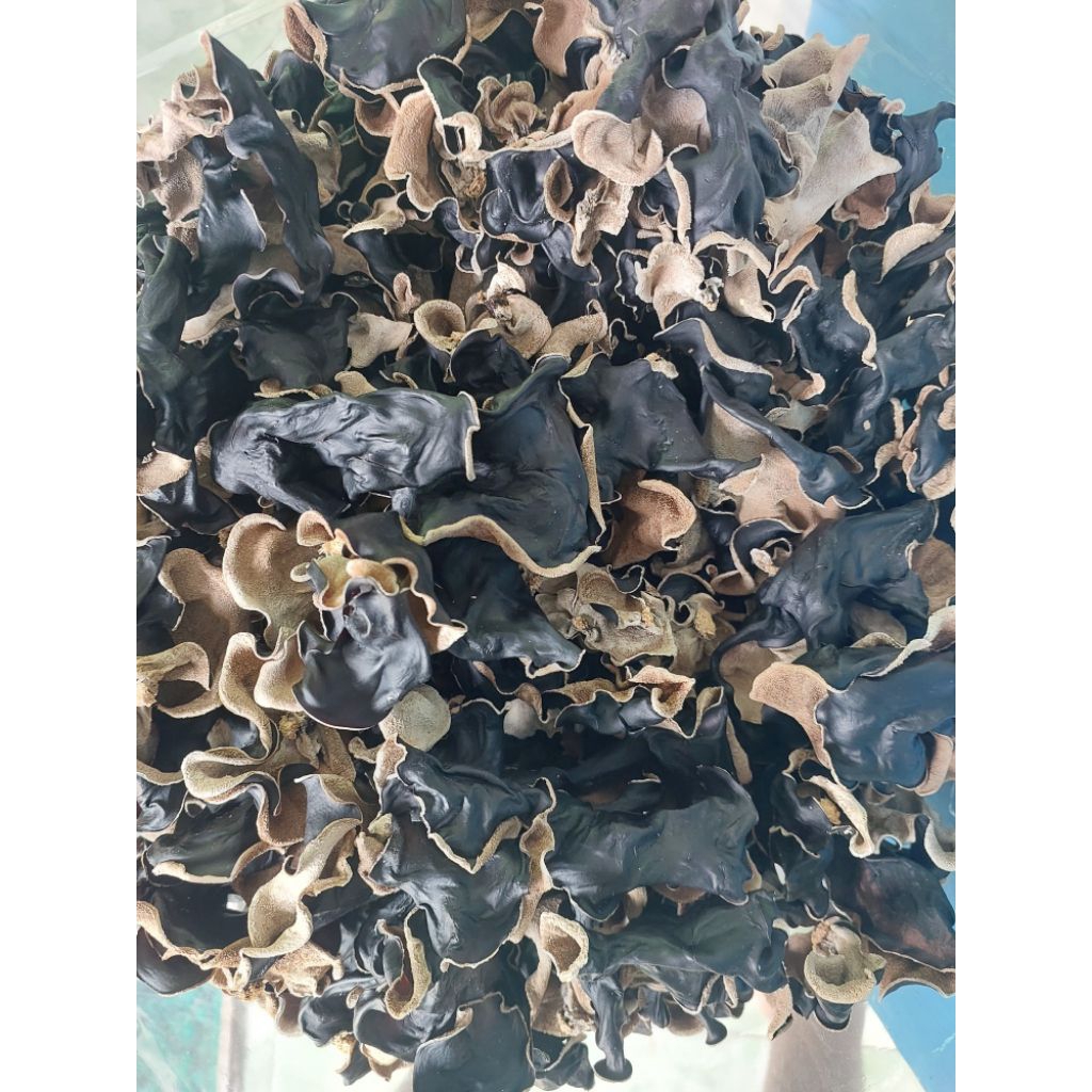 

Jamur kuping kering grade A 1025 gr (lember, bokni bokji hitam, dried black fugus, jamur hitam) bagus (Tidak Lenyet/lodong)