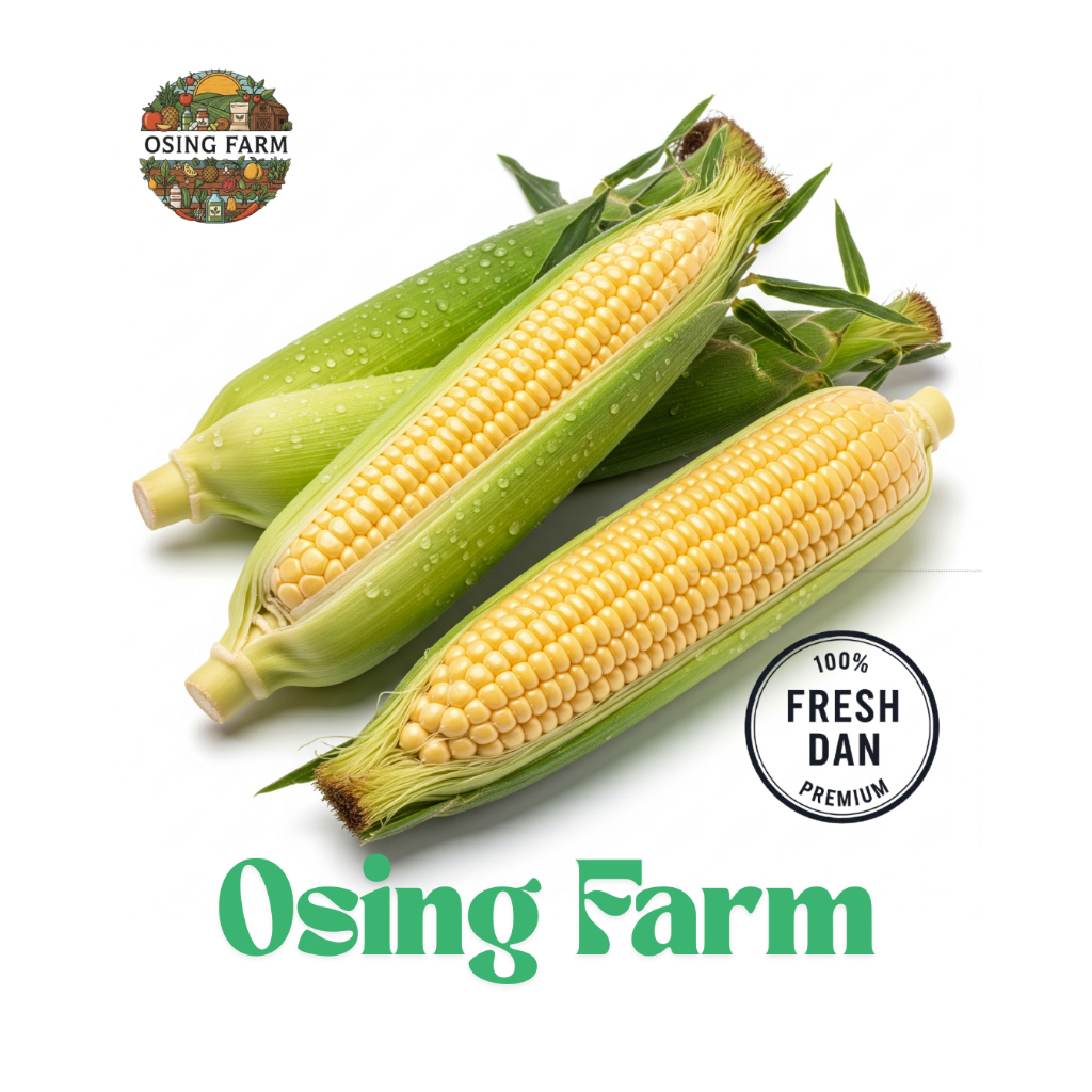 

Jagung Manis Grade Super | Isi 2 Pcs | Panen Langsung | Organik | Manis & Segar