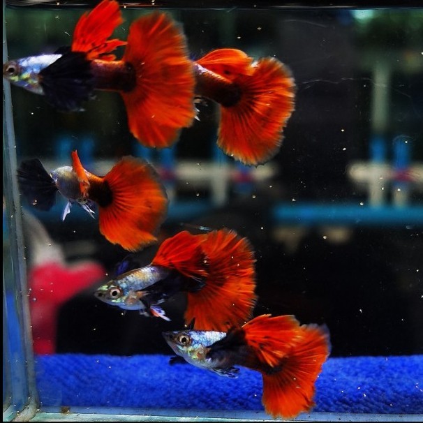 Guppy Prtde Pasangan - Enhanced Edition