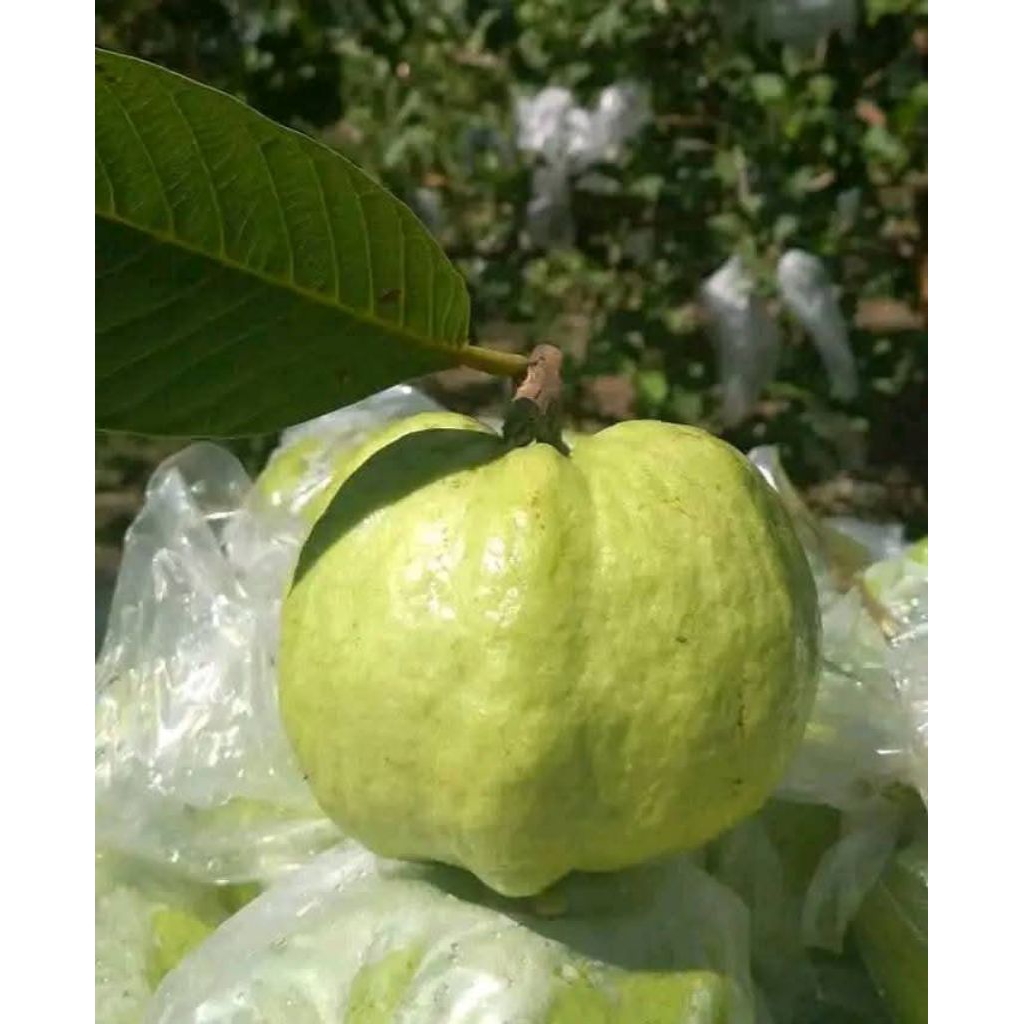 

jambu kristal fresh tanpa biji berkualitas kemasan 1 kg
