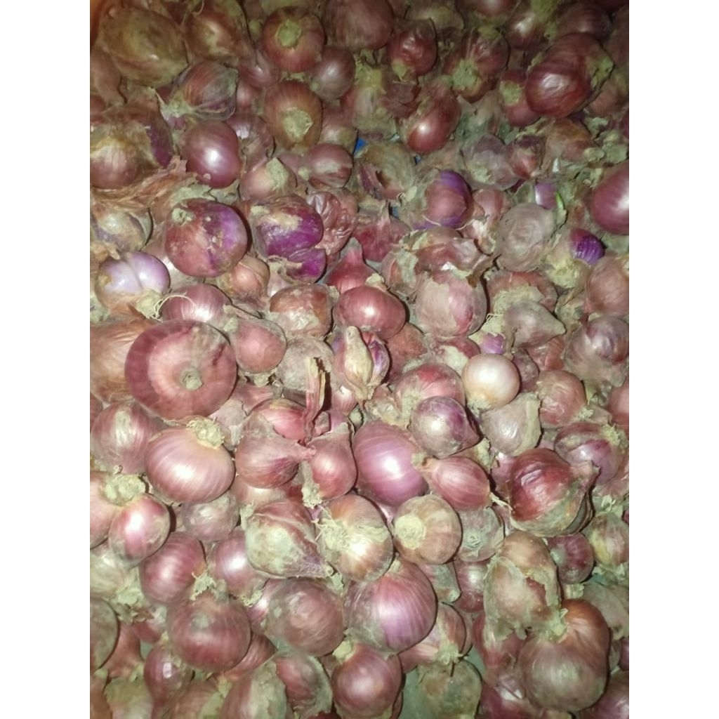 

Bawang Merah Besar kering / Bawang merah Belanda / Karet Asli Petani Boyolali Kualitas Super