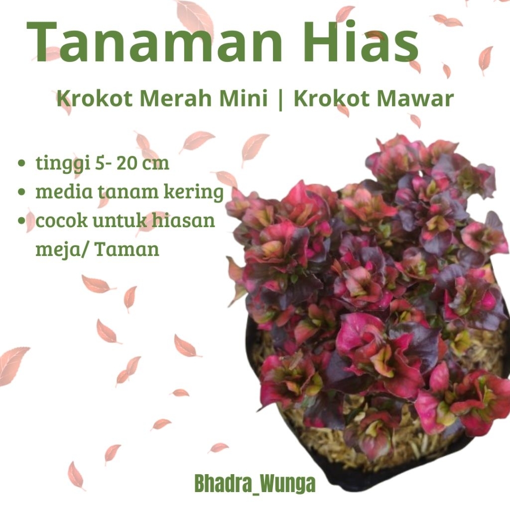 Tanaman Hias Krokot Mawar Merah mini - Tanaman Hias Daun Krokot mawar Mini