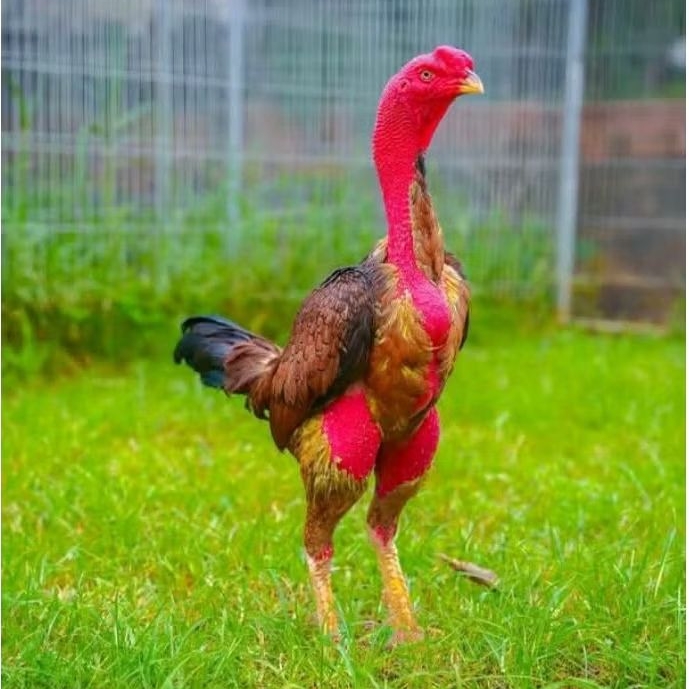 Ayam Pakoy Drumband, dan Mangon