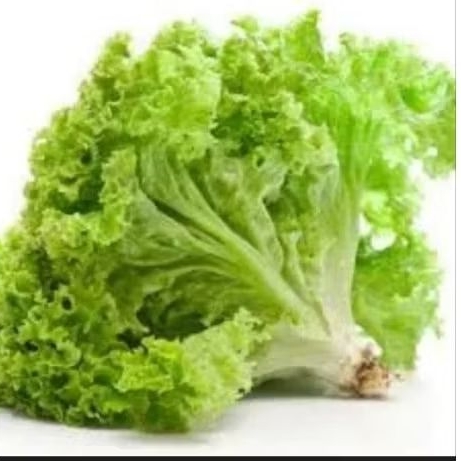 

Selada Kriting/Letuce 500gr