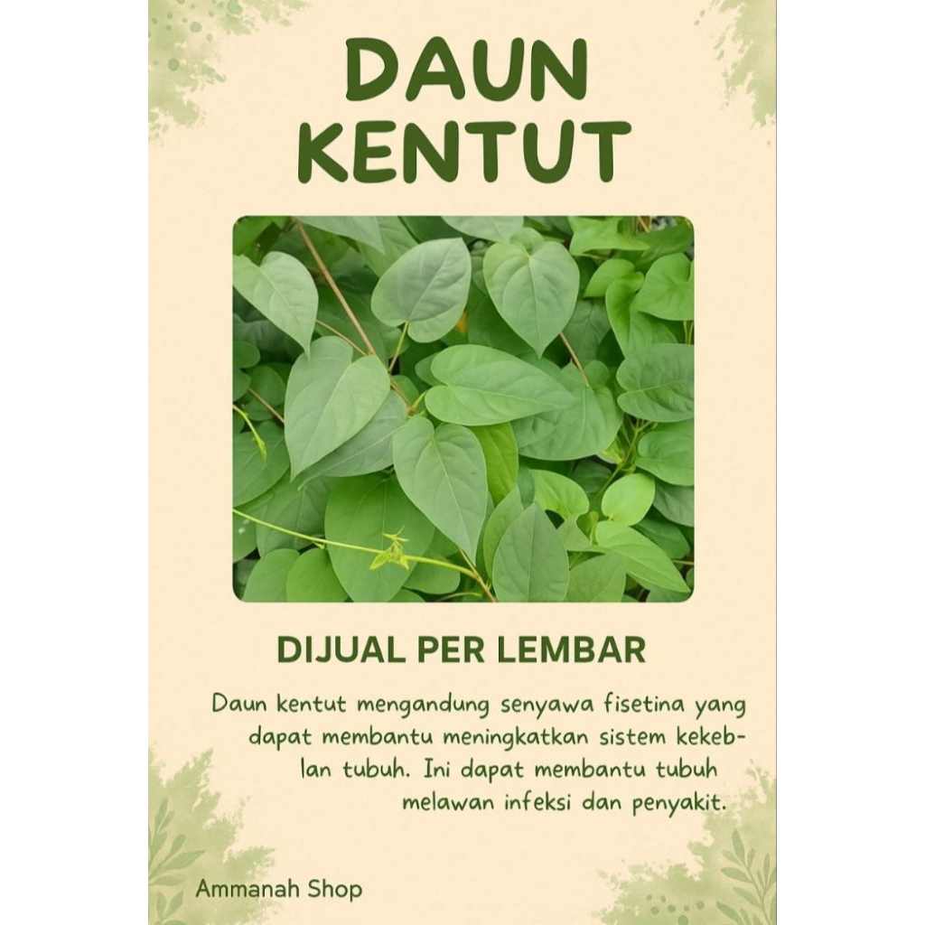 

daun kentut sembukan daun herbal