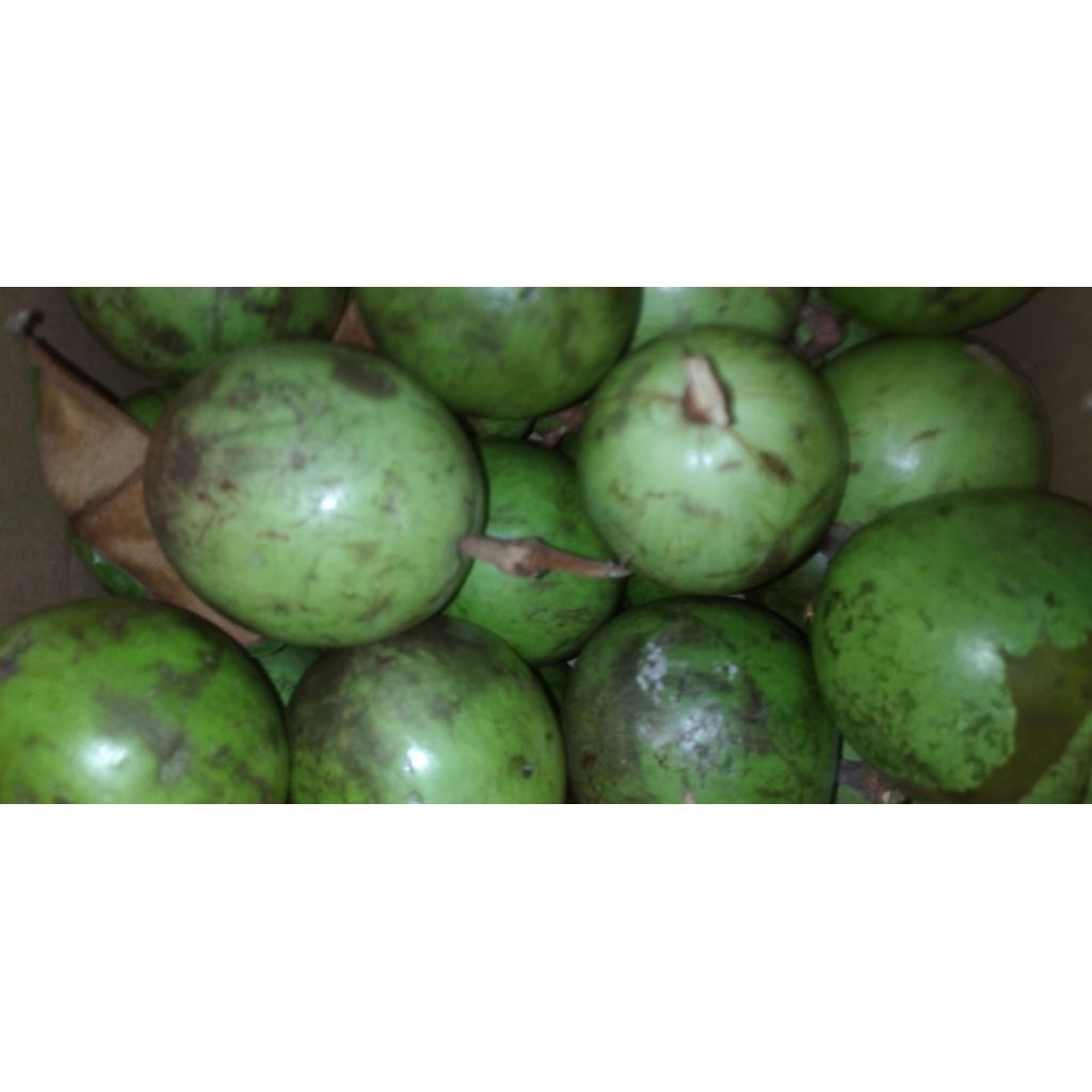 

Buah Sabo susu / Gemintu / Kenitu / Sawo ijo matang